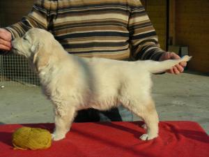 Stupendi cuccioli di Golden Retriever – Golden del Grifondoro