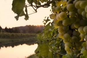 Vini Veneti - Rosato dei colli Euganei