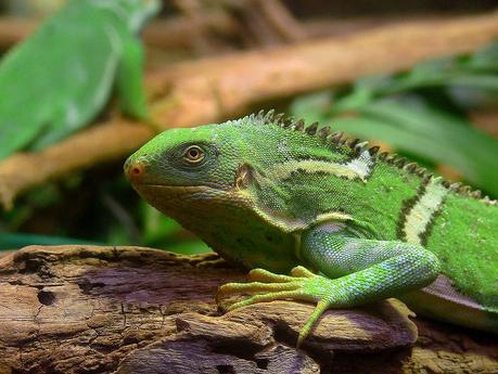 Una Fiji Crested Iguana