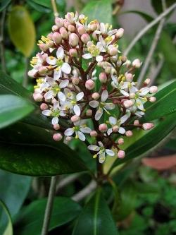 skimmia