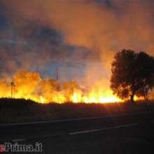 L'incendio che distrugge le conifere del Salento leccese