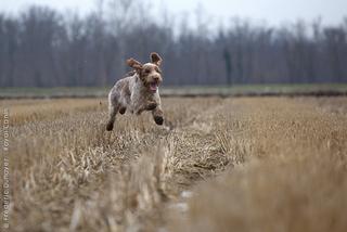 Le razze canine italiane - di Agnese Spaziani