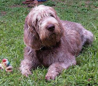 Le razze canine italiane - di Agnese Spaziani