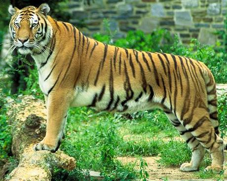 Giuardiaparco uccide una tigre in India per 