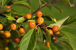 malus floribunda