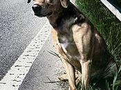 2012 rischio abbandono 250.000 cani
