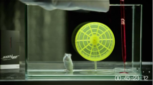 Boost190experiment: il criceto impazzisce in laboratorio (video)