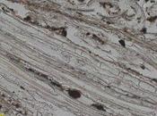 Scoperto primo materasso, costruito 77.000 anni