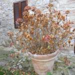 ortensia in autunno fiori e foglie secche