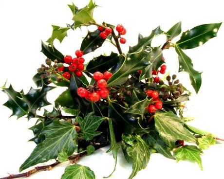 Tradizioni erboristiche del Natale / Yule