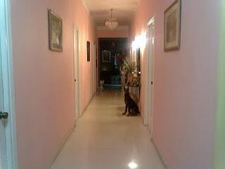 CASE DE RENTA - DUE -