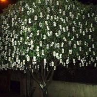 immagini-cose-curiose-albero-birra