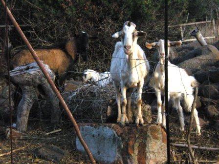 Carmela Le Caldare muore incornata da un montone