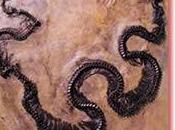Germania scoperto fossile Pitone!Cambierà teoria dell’evoluzione?