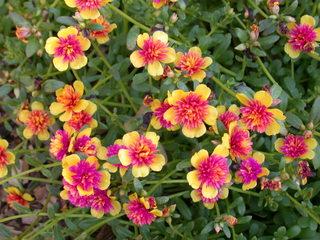 Portulaca