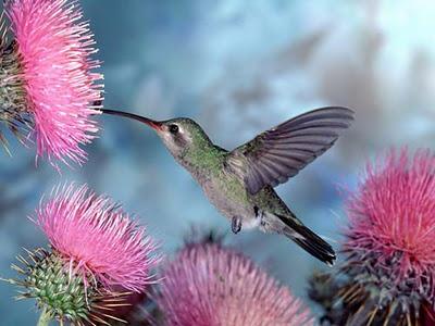 colibrì