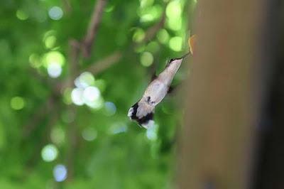 colibrì ali metabolismo