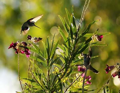 colibrì accoppiamento