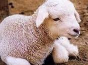 Castrare agnelli