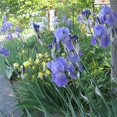 ON THE ROAD: IL GIARDINO DEGLI IRIS