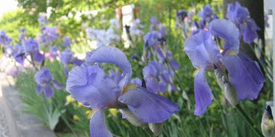 ON THE ROAD: IL GIARDINO DEGLI IRIS