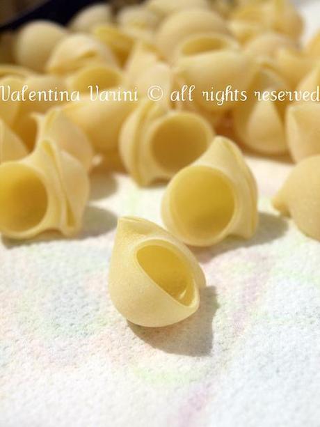 Conchiglie