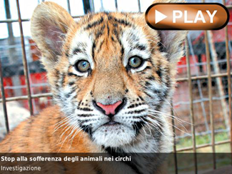Stop alla sofferenza degli animali nei circhi!