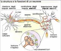 Aspetti di Anatomia e Fisiologia Del Sistema Nervoso