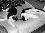 Roba gatti: simmetrie.