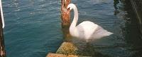 Sirmione sul Garda: guida