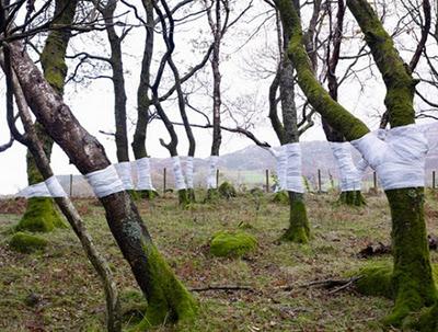 Tree, Line di  Zender Olsen