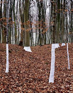 Tree, Line di  Zender Olsen