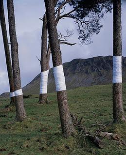 Tree, Line di  Zender Olsen