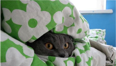 logo-design-il-gatto