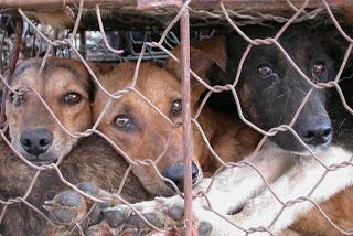 Etichettatura obbligatoria delle pellicce. Anche di cane e gatto