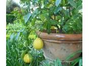 Coltivare agrumi? difficile! corso adatto voi!
