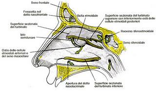 Anatomia - Le vie aeree