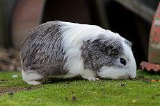 Italiano modi di dire!