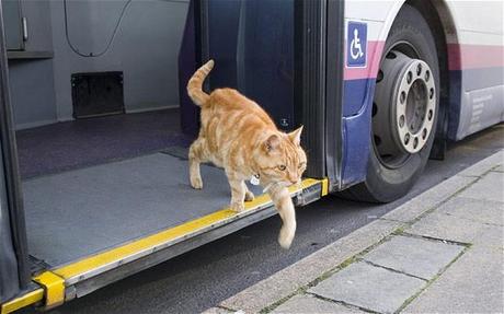 Artful Dodger from Oliver Twist, has taken to hopping on and off the public transport at the bus station near his home in Bridport, Dorset. The 15-year-old Tom even sits on bemused passengers' laps and has been known to make mile round trips from Bridport to Charmouth. ------------------------------------- Peter Willows