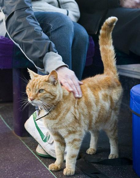 DODGER IL GATTO CHE VA A SPASSO IN PULLMAN (...SENZA BIGLIETTO!)