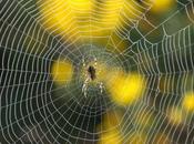 ragni tessono musica