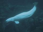 Delfini rischio assideramento nell'artico