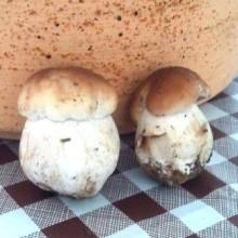 I funghi, i migliori doni del bosco.foto giuseppe caviglia,mediterranews.org