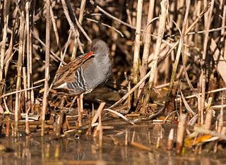 Porciglione - Rallus Aquaticus