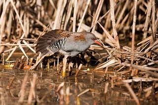 Porciglione - Rallus Aquaticus