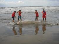 NEWS: Spiaggiamento di cetacei nel Mediterraneo, causato dalle ricerche del petrolio?