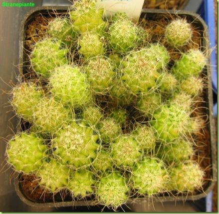 Stenocactus multicostatus-2011-11-22_00001IMG_7910