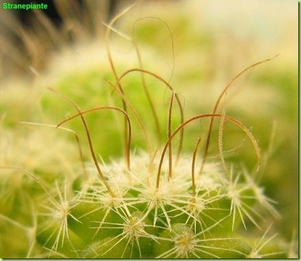 Stenocactus multicostatus-2011-11-22_00003IMG_7916