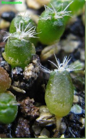 Stenocactus multicostatus-2011-02-21_00018IMG_6801