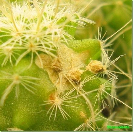 Stenocactus multicostatus-2011-11-22_00002IMG_7913